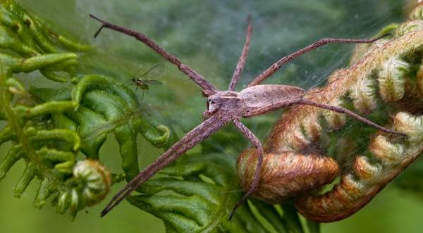 Pisaura spider aproaching prey.jpg